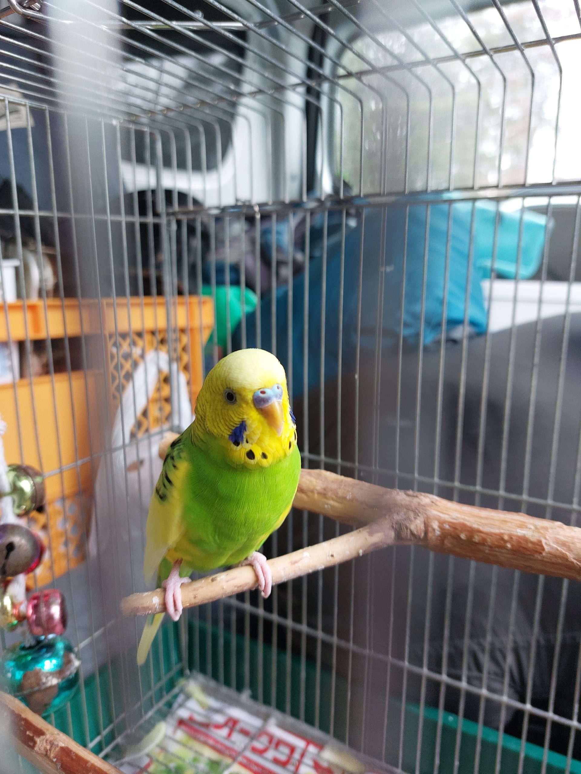 うちのペット、ぱせり