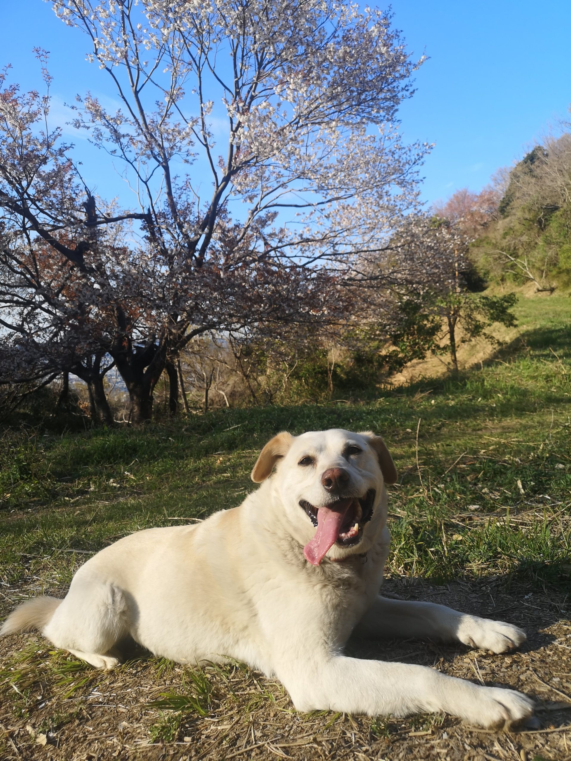 名草山を歩きました